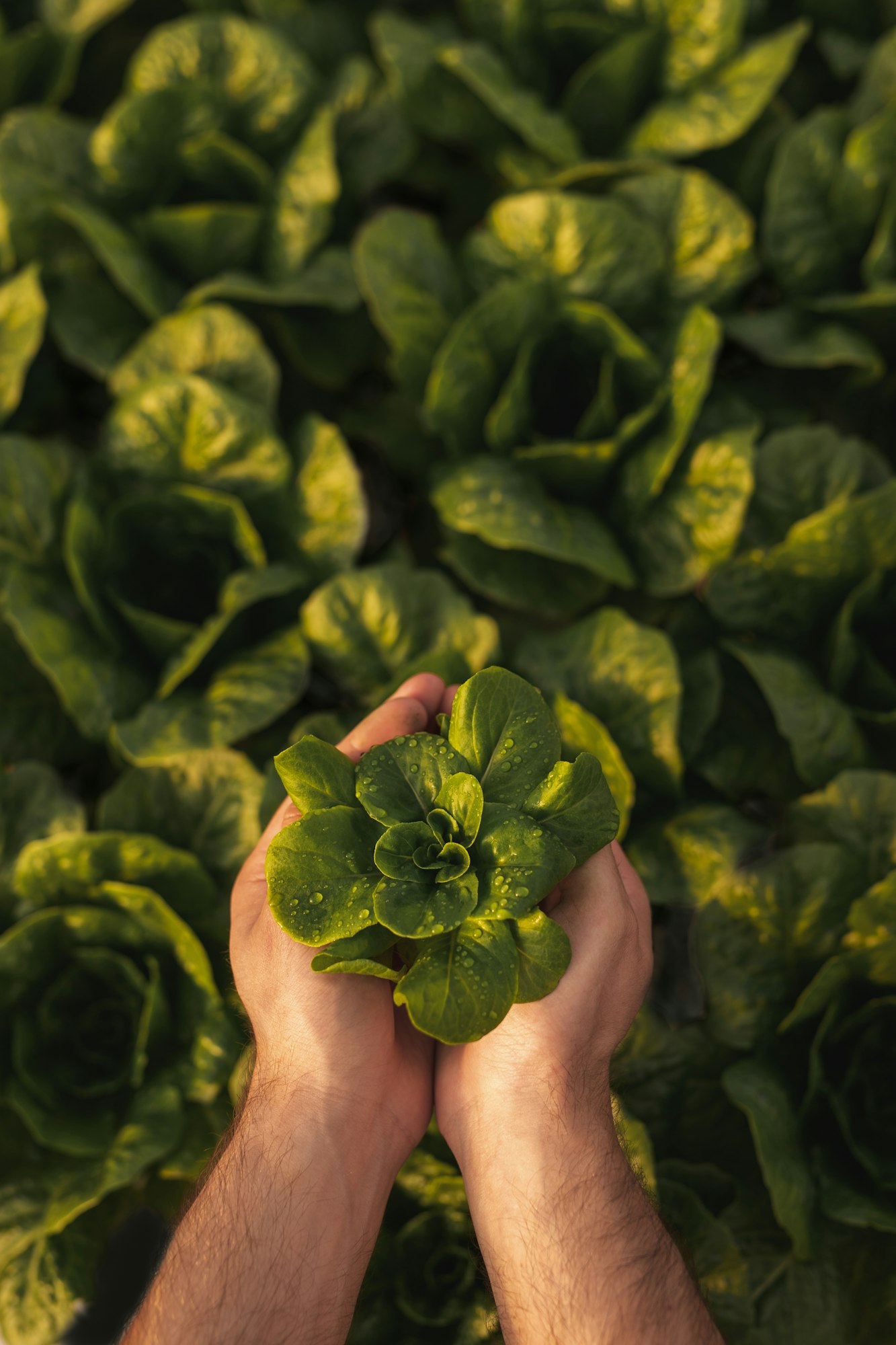 Crop gardener with fresh sprout